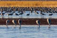 Sandhill Cranes at Whitewater Draw Wildlife Area