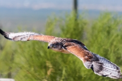 Ferruginous Hawk in Flight