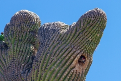 Gila Woodpecker nesting in a Crested Saguaro Cactus