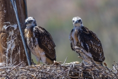 Juvenile Redtail Hawks