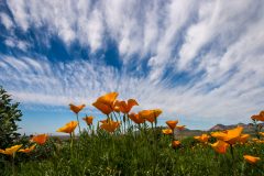 Poppies and clouds from the Superstition Mountains