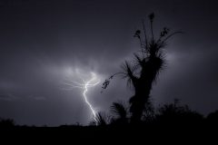 Lightning mimicks the shape of the yucca