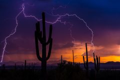Monsoon storm producing a forked lightning bolt from the Red Hills Visitors Center at Saguaro National Park in Southern Arizona.